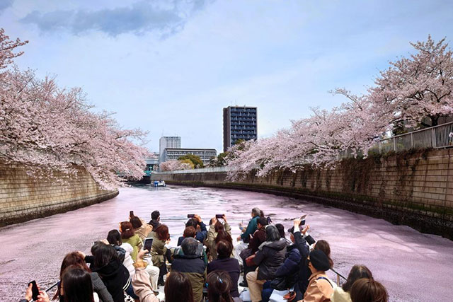 Megurogawa Ohanami