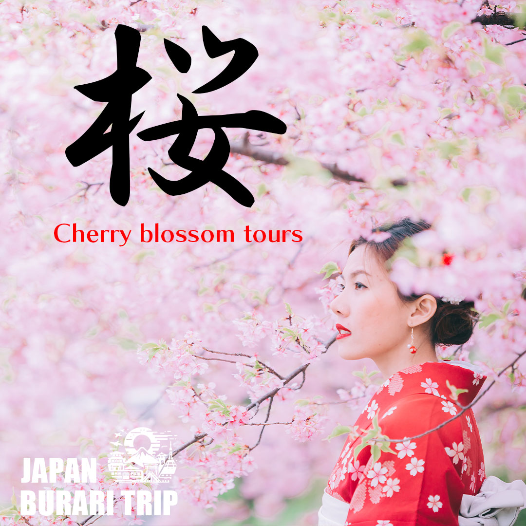 cherry blossom